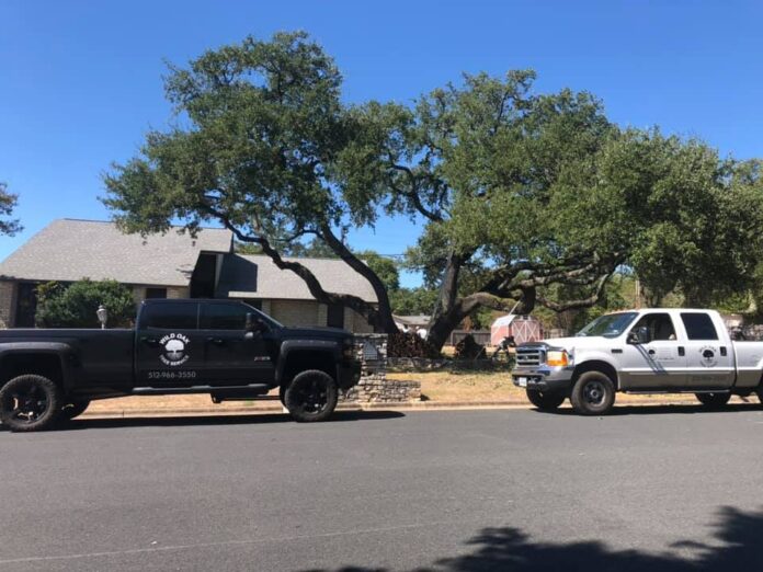 tree services Austin