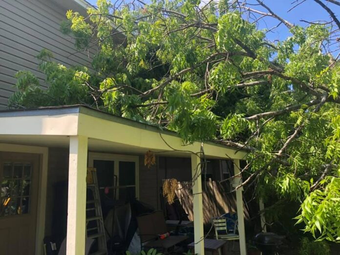 tree services San Antonio