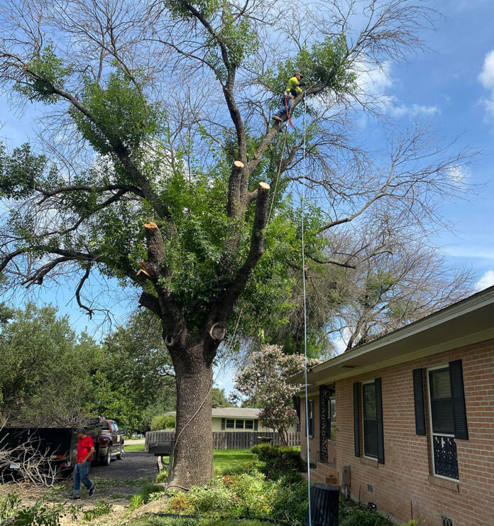 tree removal company Waco TX