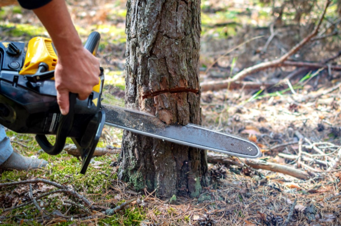 tree cutting service Austin TX