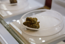 Save Money or Go Premium? Flower Rosin vs Hash Rosin Debate how to make hash rosin