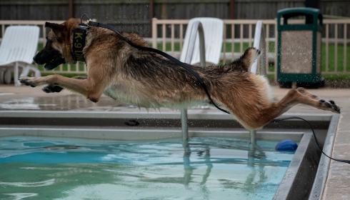 Dog Jump Water Training Tips for Confident Canines Dog jump water